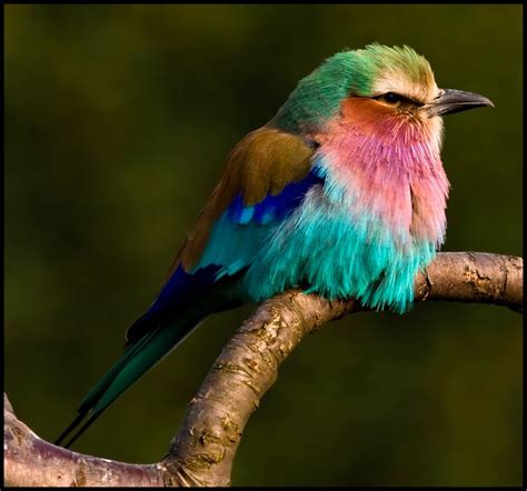 The Breathtaking Belly Dancing Lilac Breasted Roller Featured Creature