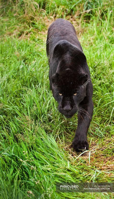 Black Jaguar Panthera Onca Prowling — Mammal Fur Stock Photo