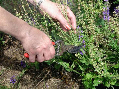 We did not find results for: Finish pruning, cut perennials, cut "suckers:" This ...