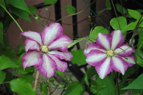 Clematis 'fragrant oberon' is evergreen and highly perfumed. 2016 clematite - smaranditzasylvia
