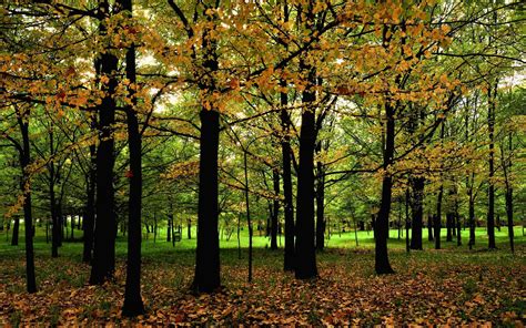 Hd Autumn Park Trees High Resolution Wallpaper Download Free 140941