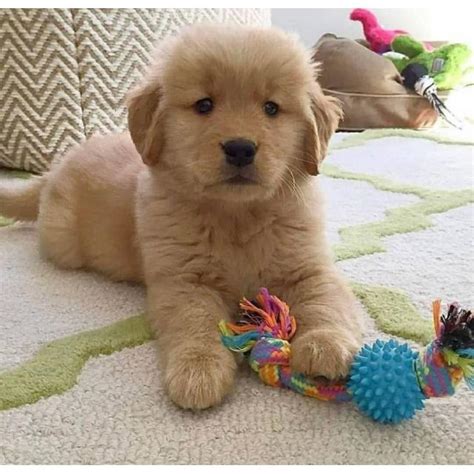 Here at sievers kennels we are proud to say that we breed for quality akc/ukc labrador puppies and akc golden retrievers puppies that are calm in nature. 2 months old AKC Golden Retriever Puppies in Chicago ...