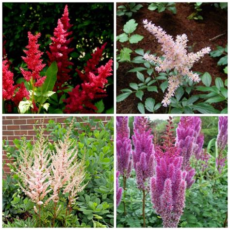 Astilbe Companion Plants What To Grow With Astilbe The Gardening Cook