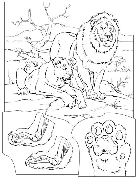 Coloring page lion / 37+ lion coloring pages for printing and coloring. Coloring Pages - Wildlife Research & Conservation