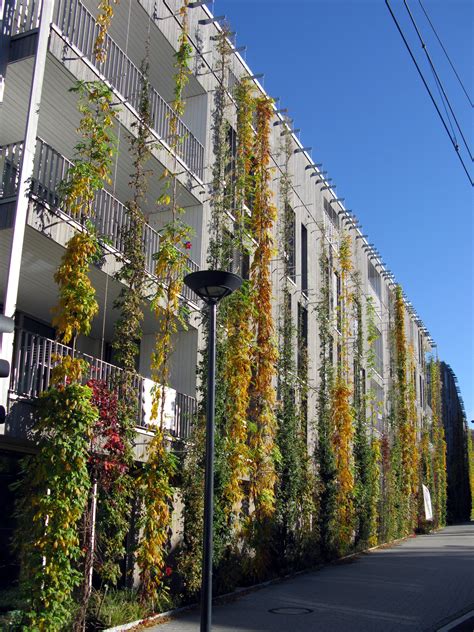 Grüne Fassade: Vor- und Nachteile, geeignete Pflanzen