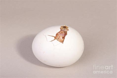 Hatching Chicken 5 Of 22 Photograph By Ted Kinsman Fine Art America