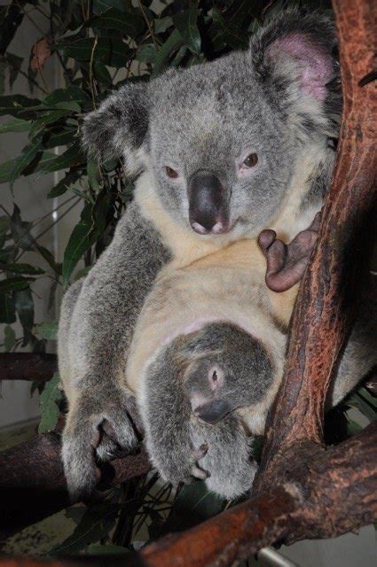 Koala Bear Baby In Pouch