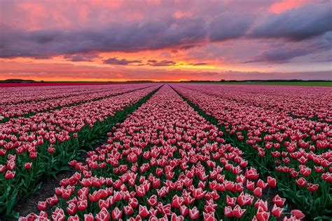 Field Nature Netherlands Pink Flower Sunset Tulip Wallpaper