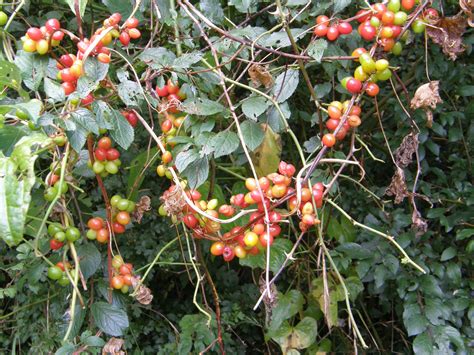 White Bryony Berries In A Norfolk Hedgerow British Wild Flowers