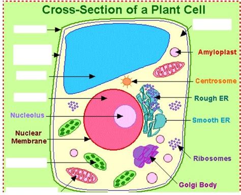 5th Grade Science Plant Cells Diagram Quizlet