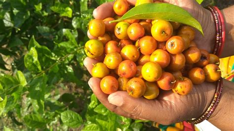 This list contains the names of fruits that are considered edible either raw or in some cuisines. jujube fruit harvesting in my village | elantha pazham ...