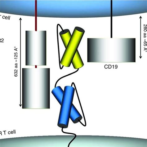 Designing A Bispecific Tandem Chimeric Antigen Receptor Tancar