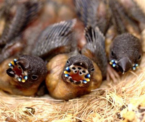 Gouldian Finches Colorful Mouth Attracts Parents Gradually Disappears