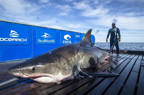 2000 Pound Great White Shark Swimming In Florida Waters