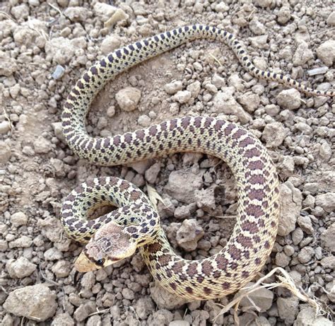 Take a look at some of the links and information here to help you learn how to know if a snake is a rattlesnake or a gophersnake. KONOCTI POST: September 2014