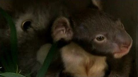 Cbbc Newsround Animals Baby Koala Raised By Hand