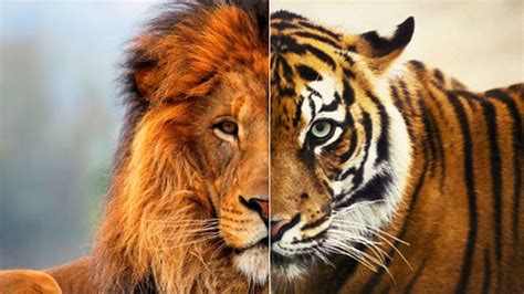 The game itself will take place at estadio leon. ¿Has visto alguna vez un 'ligre' (cruce entre tigresa y ...