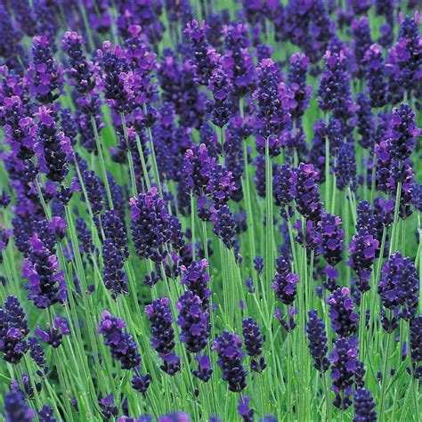 Lavender Lavendula Angustifolia Hidcote Blue Lavender Premier Seeds