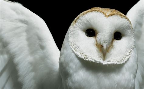 1280x720 Resolution White Owl Owl Closeup Deftones Hd Wallpaper