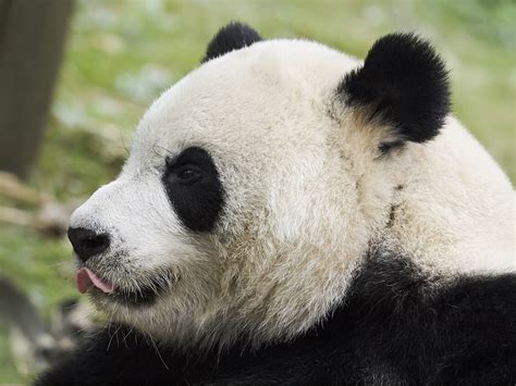 More Pandas Matts Asia Travels