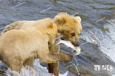 Adult Grizzly Bear Catches A Salmon At Brooks Falls With Cub Alaska Usa Stock Photo Picture