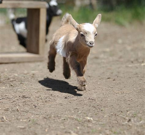 230 Baby Goats Running Stock Photos Pictures And Royalty Free Images
