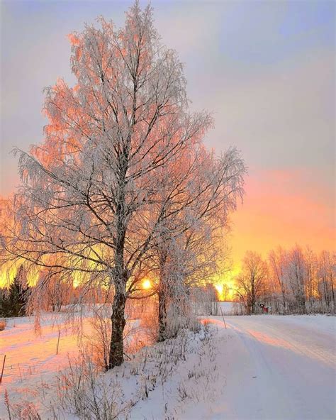 Sunny Winter Morning Finland By Galina Koponen