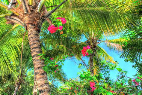 Maybe you would like to learn more about one of these? Key West Pink Flowers Palm Photograph by Robert Goldwitz