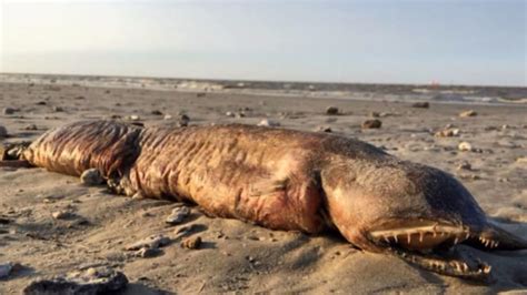 Mysterious Fanged Creature Found On Texas Beach In Harveys Aftermath