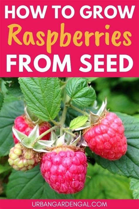 How To Grow Raspberries From Seed