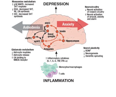 Five Things To Know About Inflammation And Depression Psychiatric Times