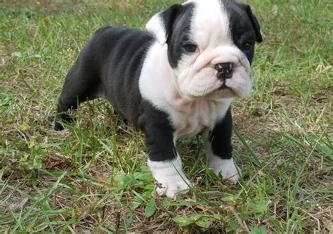 Purebred puppies designer hybrid puppies boarding services obedience training lifetime health warranties. Miniature English Bulldog Puppies For Sale | New York, NY ...