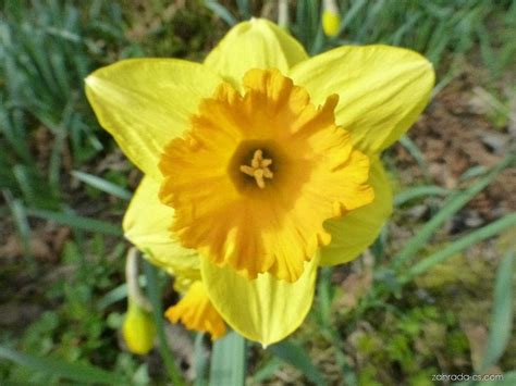 Narcis Narcissus Mary Bohannon Květy Květenství Zahrada