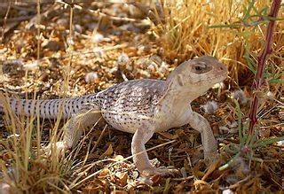 They have bony crests and are green in coloring. Desert Lizards as Pets Pictures Descriptions and Information