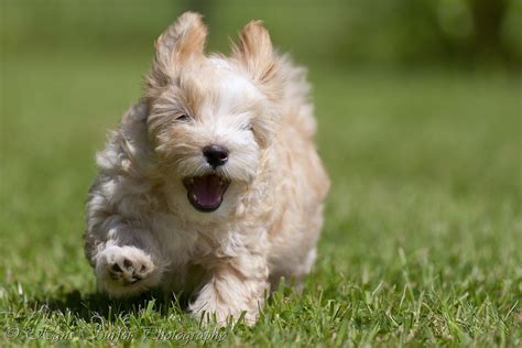 30 Cutest Pictures Of Havanese Puppies