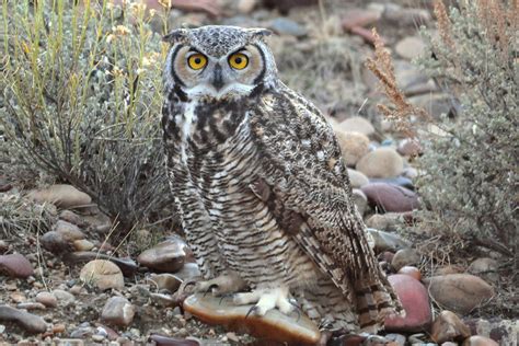 Hey, you've probably even seen some hilarious clips on the internet but do owls and cats get along in the real world? Great Horned Owl - Bubo virginianus