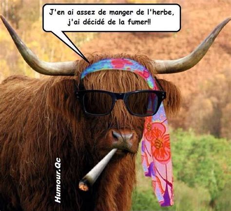 538 Best Images About Humour On Pinterest Bretagne Tes And Sons