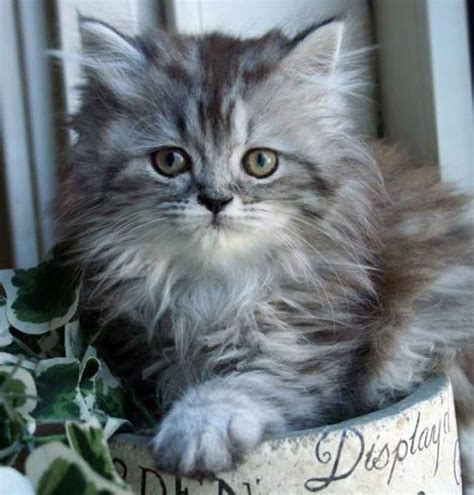 The Maine Coon Persian Mix What You Need To Know Maine Coon Expert