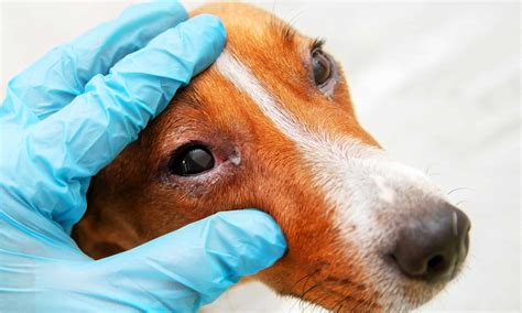 Red Eyes In Dogs Causes Symptoms And Solutions Az Animals