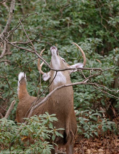 Country Captures Whitetail Scrape