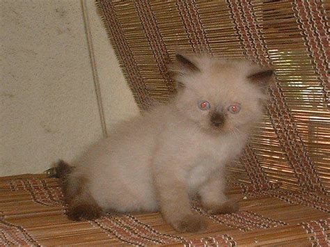 Beautiful Persian X Siamese Kitten For Sale Adoption From Kuala Lumpur