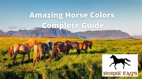 Amazing Horse Colors Most Complete Guide And Unique Facts Horse Faqs