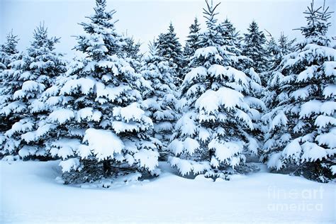 Snow Covered Pine Trees Photograph By Michael Tatman Pixels
