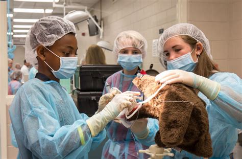 Hands On Learning Aims To Inspire Budding Dvms At Junior Vet Camp