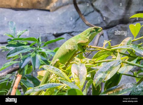 The Closeup Image Of Female Fiji Banded Iguana Brachylophus Fasciatus