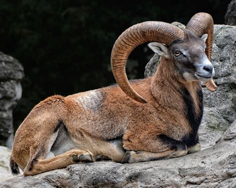 The Mouflon Ram Big Horn Sheep Animal Games Goats