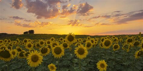 25 Best Sunflower Fields Near Me Top Sunflower Fields In The Us