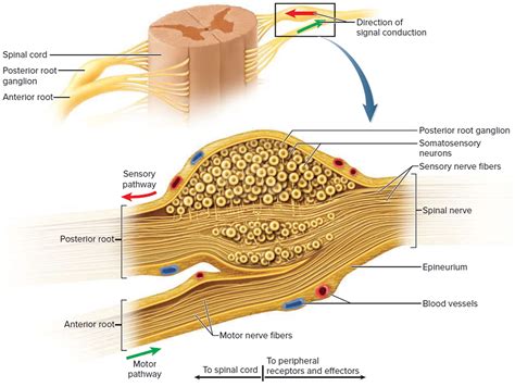 spinal cord anatomy parts and spinal cord functions