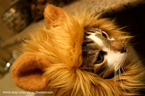 Average rating:0out of5stars, based on0reviews. Cats Love Playing Dress Up: Lion Mane Hats For Cats ...