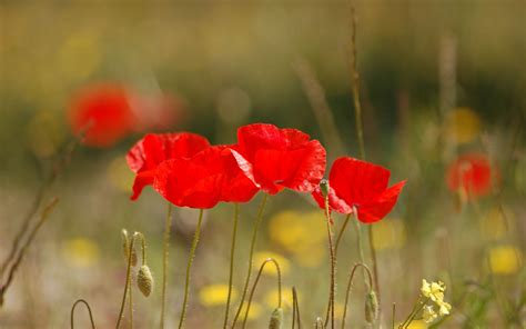 Free Download Red Poppy Flowers Widescreen Wallpaper 5455 2560x1600
